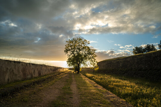 Tree on pathway with stone walls and cloudy sunset sky in Elvas Portugal