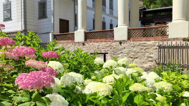 Blooming hydrangea flowers in front of Lysice chateau terrace.