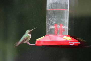 hummingbird on feeder © Jonathan