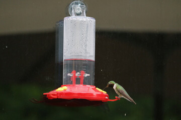 hummingbird on feeder © Jonathan