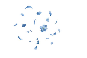 Obraz premium Small scattered blue petals and floral fragments