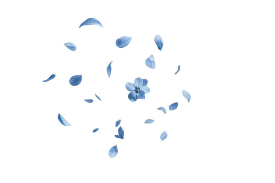 Small scattered blue petals and floral fragments