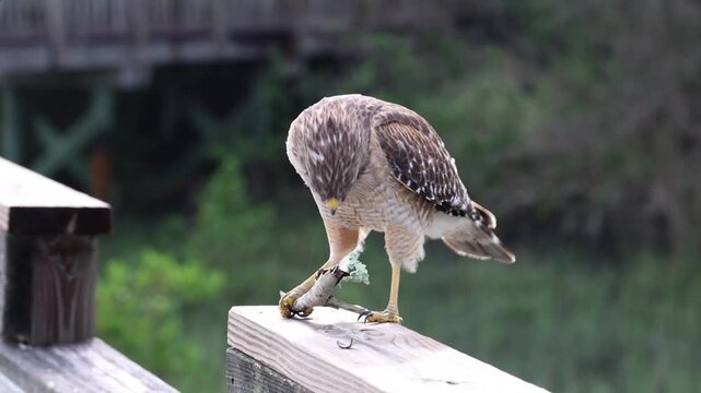 A red-shouldered hawk is manipulating prey while standing on dock rail in St. Augustine, Florida.