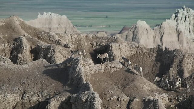 A group of energetic bighorn sheep lambs running after a passing rain storm in Badlands National Park