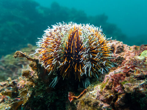 Close-up of a sharp spined sea urchin resting on coral reef underwater.