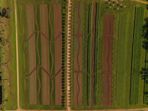 Aerial view of The Tulip Garden Nursery Pty Ltd featuring organized rows of crops, vibrant green vegetation, and brown soil paths in Silvan, Victoria, Australia.
