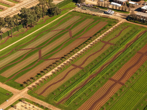 Aerial view of The Tulip Garden Nursery Pty Ltd featuring rows of crops and wavy paths across the fields in Silvan, Victoria, Australia.