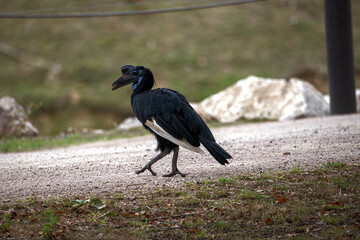 African Ground Hornbill (Bucorvus abyssinicus) Profile View Walking in Wildlife Park © Ivan Alfred 