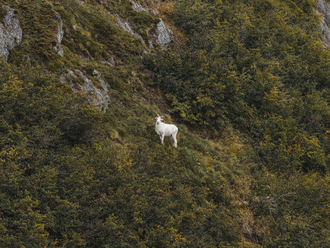 Aerial view of a white Dall sheep standing on a steep, lush green hillside with rocky outcrops in Anchorage, Alaska, United States.