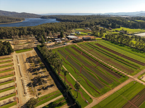 Aerial view of The Tulip Garden Nursery Pty Ltd featuring organized rows of crops and lush greenery set against a scenic reservoir in Silvan, Victoria, Australia.