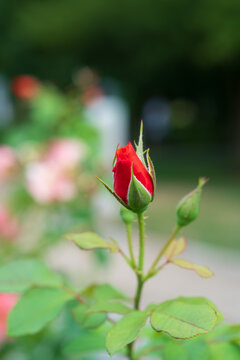 red rose on green background