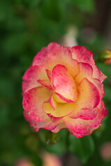 Fototapeta premium pink rose in garden