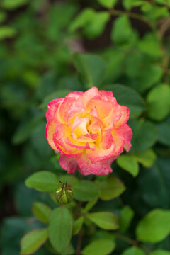 pink rose in garden