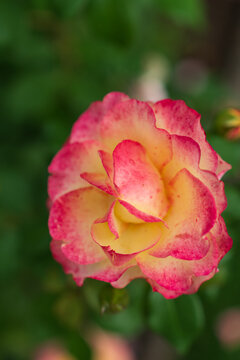 pink rose in garden