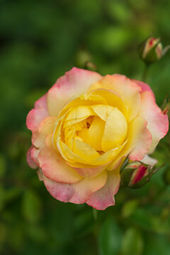 yellow rose with dew drops