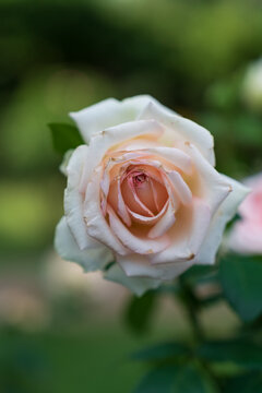 yellow rose on green background