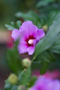pink flower in the garden