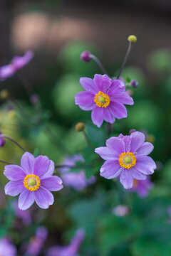 purple flowers in the garden