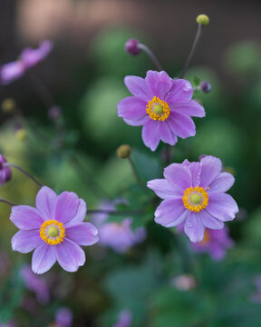 purple flowers in the garden