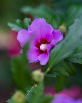 violet flower in the garden