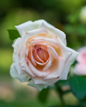 white rose closeup