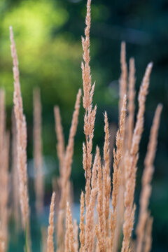 reeds in the snow