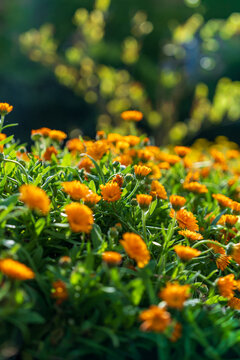yellow flowers in the garden