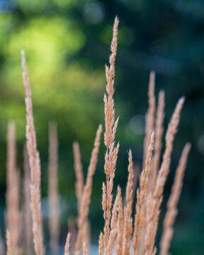 grass in the wind