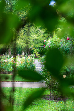 green forest background