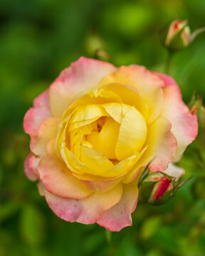 yellow rose in garden