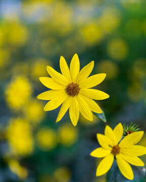 yellow flowers in the garden