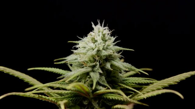 CBD THC bud cannabis plant flower trichomes pistils macro medical marijuana pot