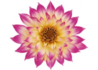 Obraz premium Beautiful pink and yellow dahlia flower blossom isolated on white background