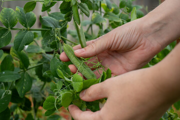 Detailed view of worker hands carefully searching and plucking ripe green peas from dense foliage in an eco farm garden. Focus on sustainable agriculture and food production © Hanna