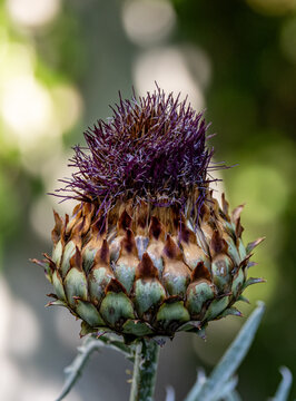 Artichoke bloom Croatia