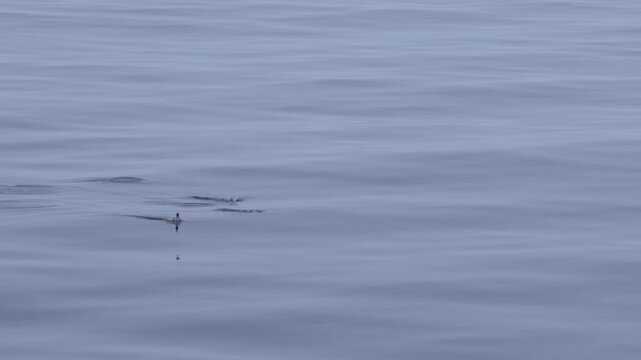 Gentoo Penguins Porpoising in Antarctica Slow Motion. Epic Close Up View From Cruise Ship. Wildlife Nature Documentary