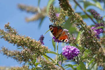European peacock butterfly (Aglais io) perched on summer lilac in Zurich, Switzerland © Janine