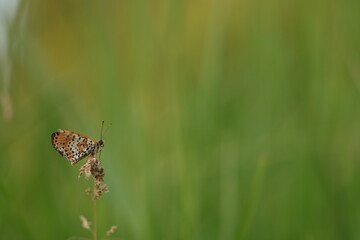 una farfalla melitaea su un fiore al tramonto © Simona