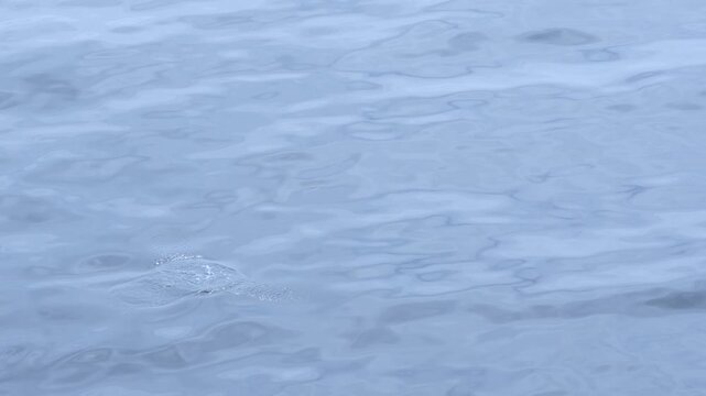 Slow Motion Gentoo Penguin Porpoising Out of Water in Antarctica. Reflective Calm Sea Beautiful Splash of Wildlife Jumping Out and Swimming.