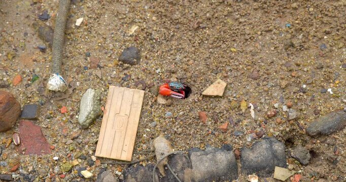 Fiddler crab emerging from sand burrow on beach with debris. Uca species natural behavior in coastal environment. Marine life in intertidal zone with human impact and pollution.