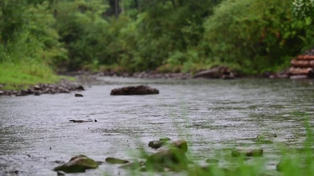 Rain flowing stream woodland isolated subject bokeh background video, of dark moody candid flowing stream while is raining, authentic cinematic composition, shallow depth of field