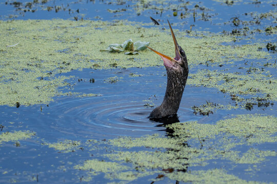 Anhinga Tossing Small Fish Above Open Beak in Duckweed-Covered Wetland