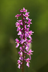 Männliches Knabenkraut, Orchidee, Orchis mascula  © Susanne