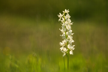 Männliches Knabenkraut, Orchidee, Orchis mascula © Susanne