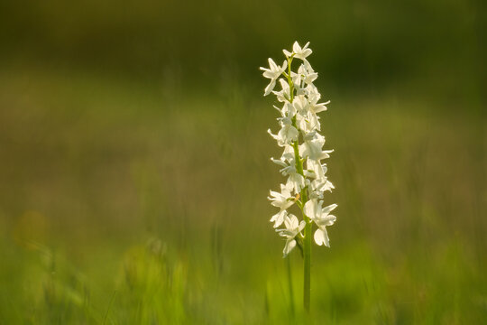 M&auml;nnliches Knabenkraut, Orchidee, Orchis mascula