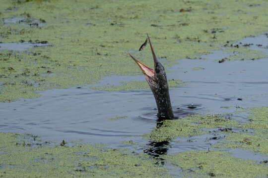 Anhinga Tossing Captured Fish in the Air While Feeding in Wetland