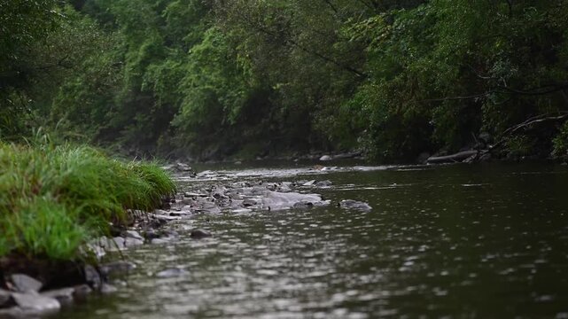 Rain flowing stream woodland isolated subject bokeh background video, of dark moody candid flowing stream while is raining, authentic cinematic composition, shallow depth of field