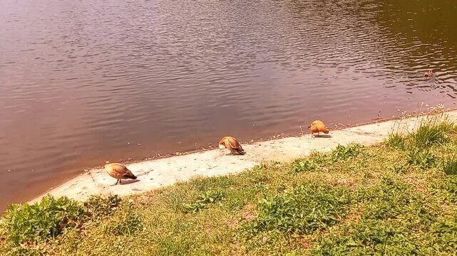 High angle view of three ruddy shelduck waterfowls standing on a sandy riverbank near pond rippling water surface presenting wildlife habitat fauna outdoor bird photography card wallpaper concept
