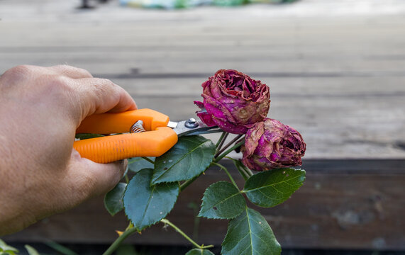 Pruning spent rose blooms outdoors