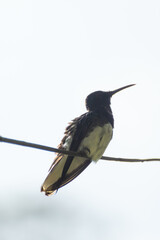 Fototapeta premium High contrast scene with a hummingbird rests on a delicate branch